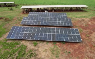 Alho negro 100% produzido com energia solar