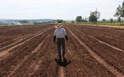 Do campo à mesa: a jornada do alho negro