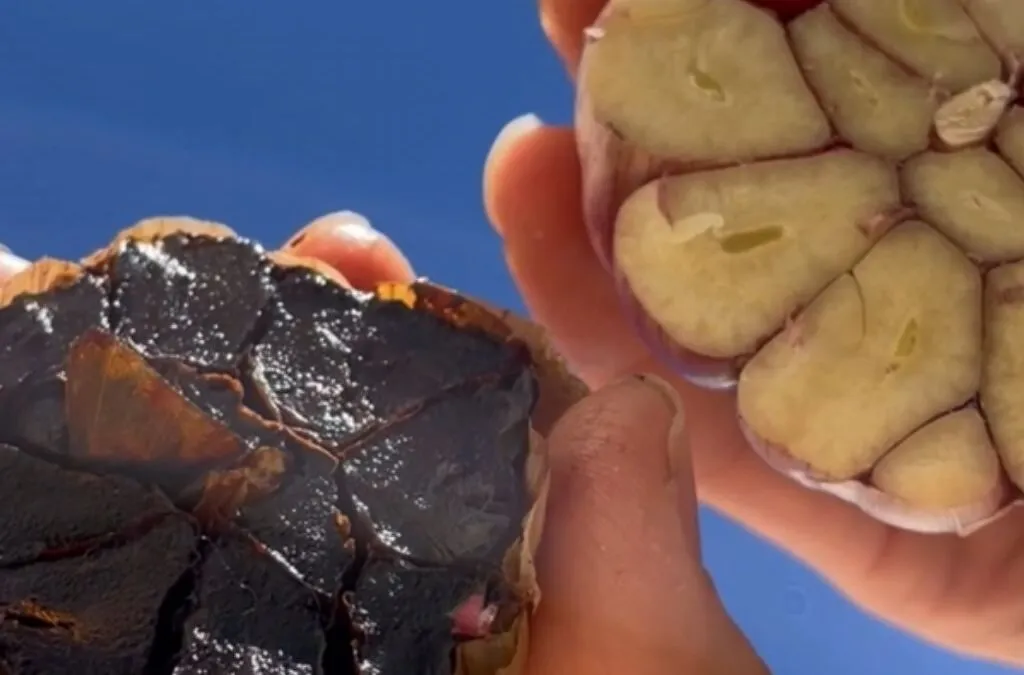 A Transformação do alho roxo em alho negro