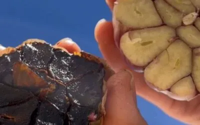 A Transformação do alho roxo em alho negro